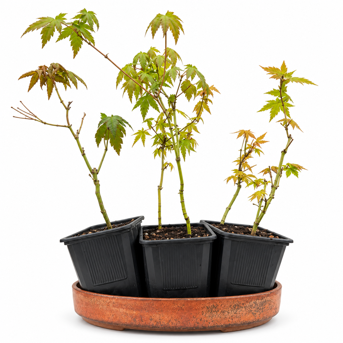 Bosque Acer Palmatum Yamamomiji