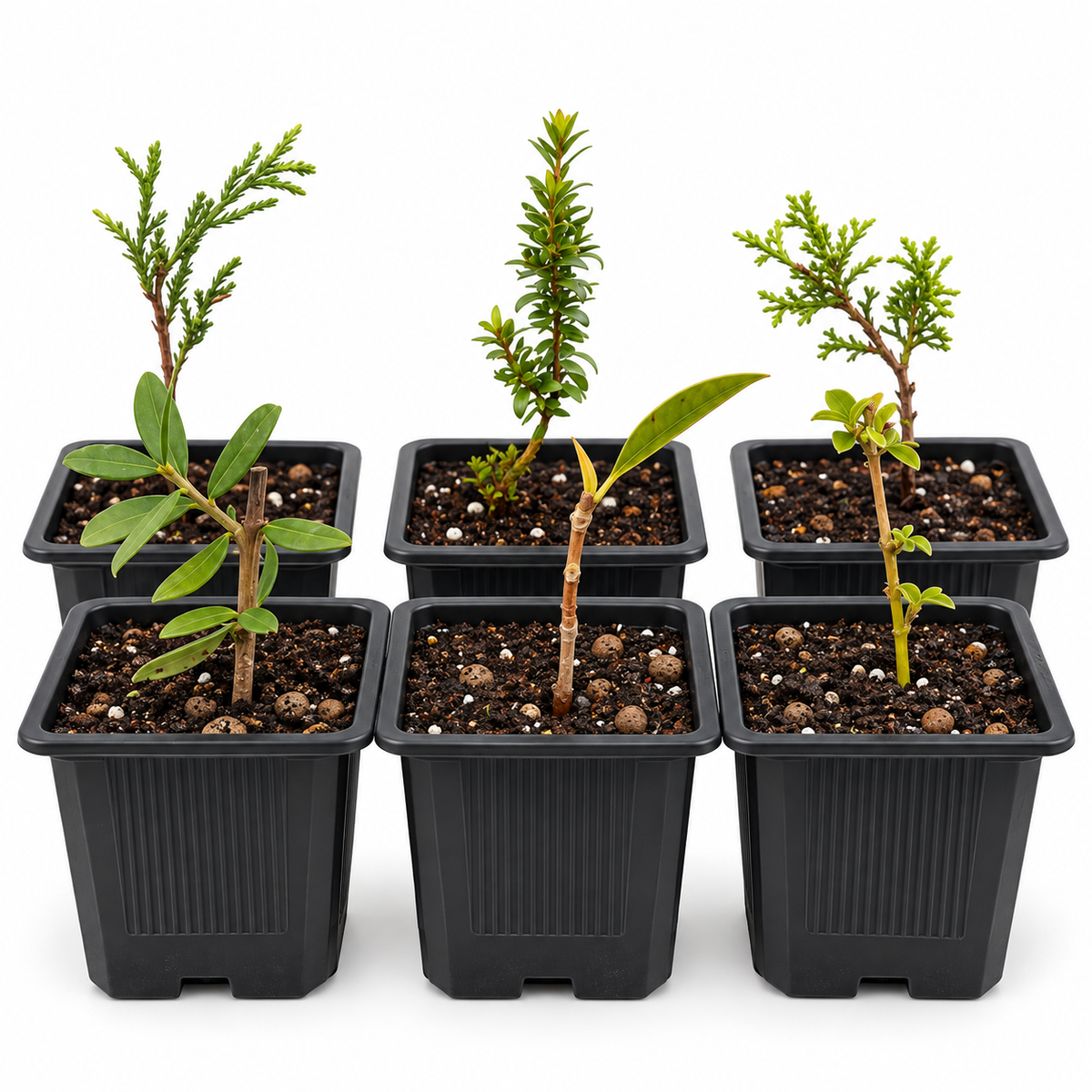 Pack de 6 Miniplantones para Bonsái