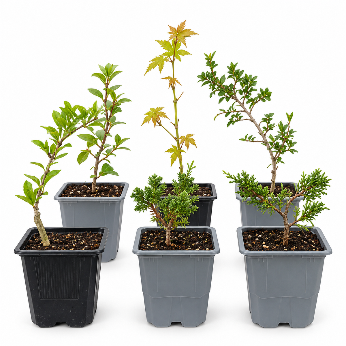Pack de 6 Plantones para Bonsái