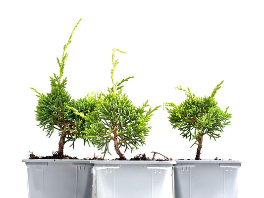 Juniperus Chiensis Kyushu