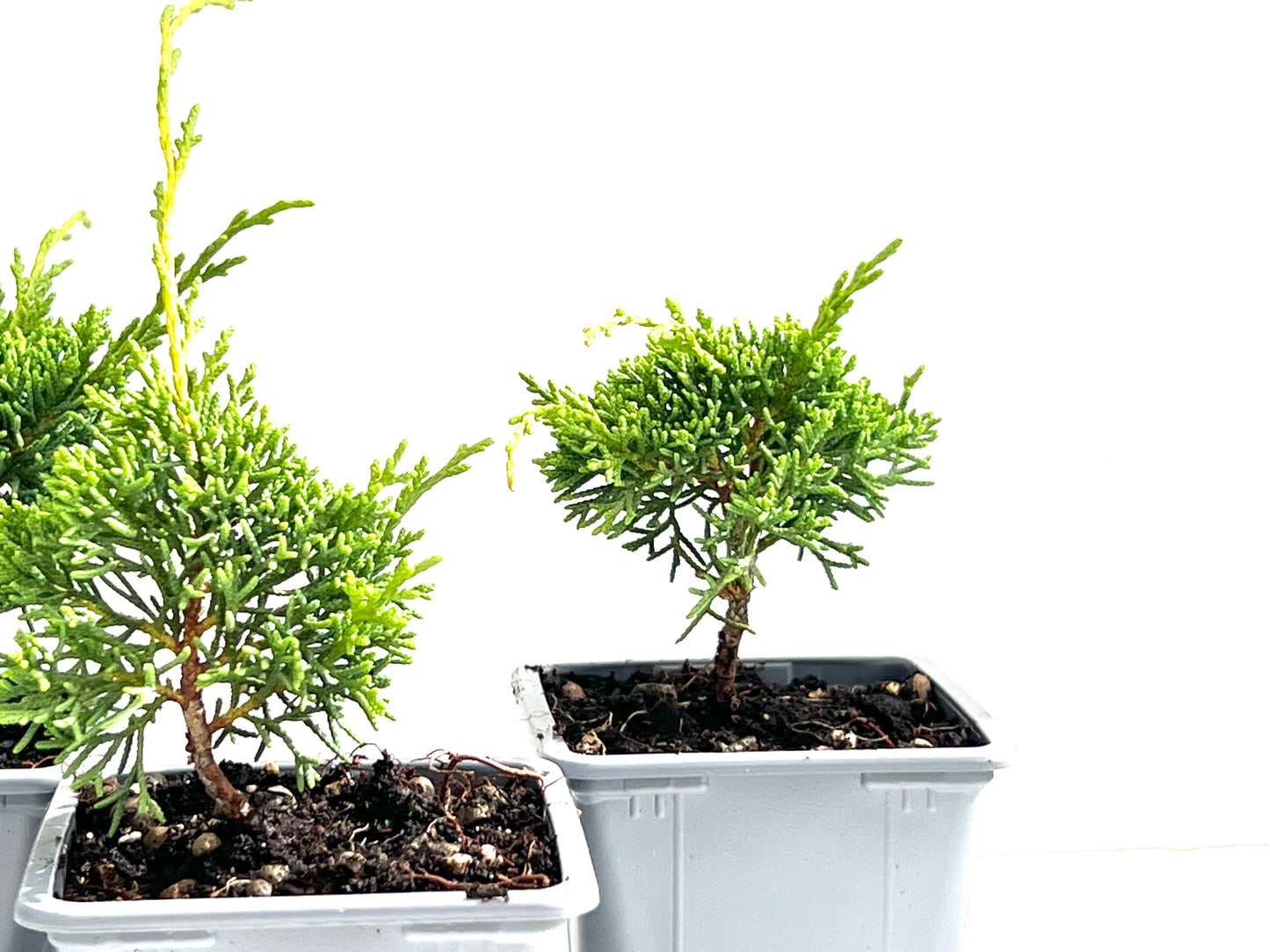 Juniperus Chiensis Kyushu