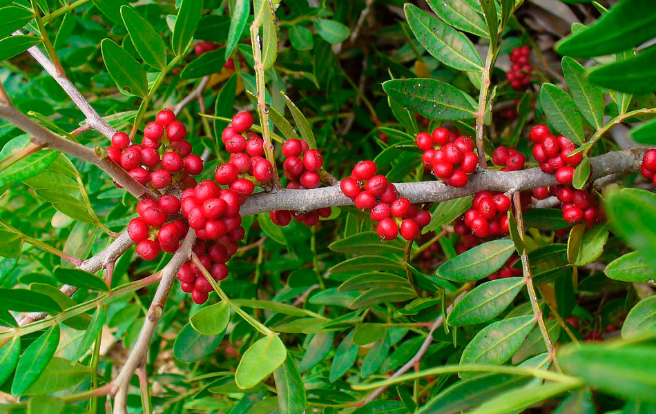 Semillas Pistacia Lentiscus