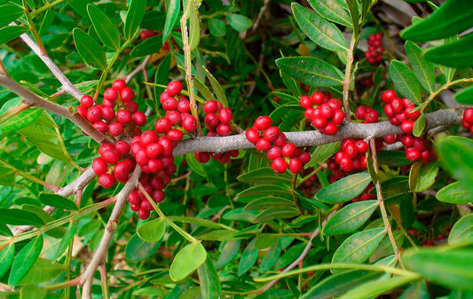Semillas Pistacia Lentiscus