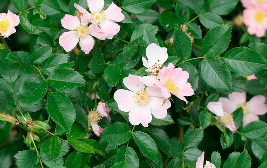 Semillas Rosa Canina