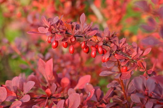 Semillas Berberis Thunbergii Atropurpurea