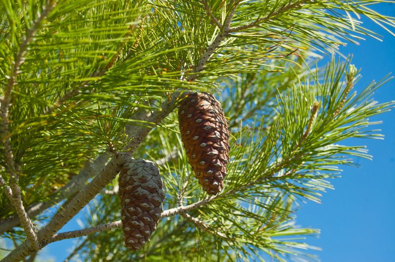 Semillas Pinus Halepensis