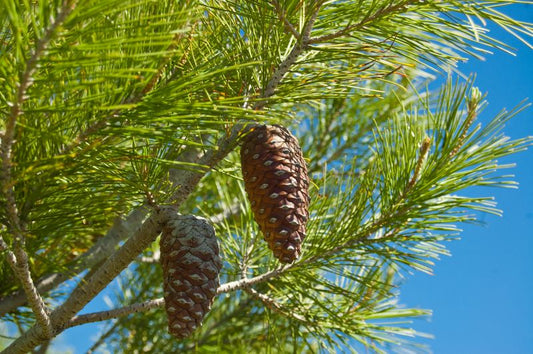 Semillas Pinus Halepensis