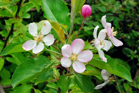 Semillas Malus Sylvestris