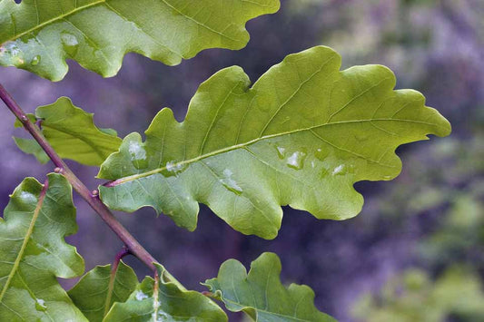 Quercus Robur