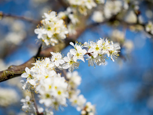 Semillas Prunus Spinosa