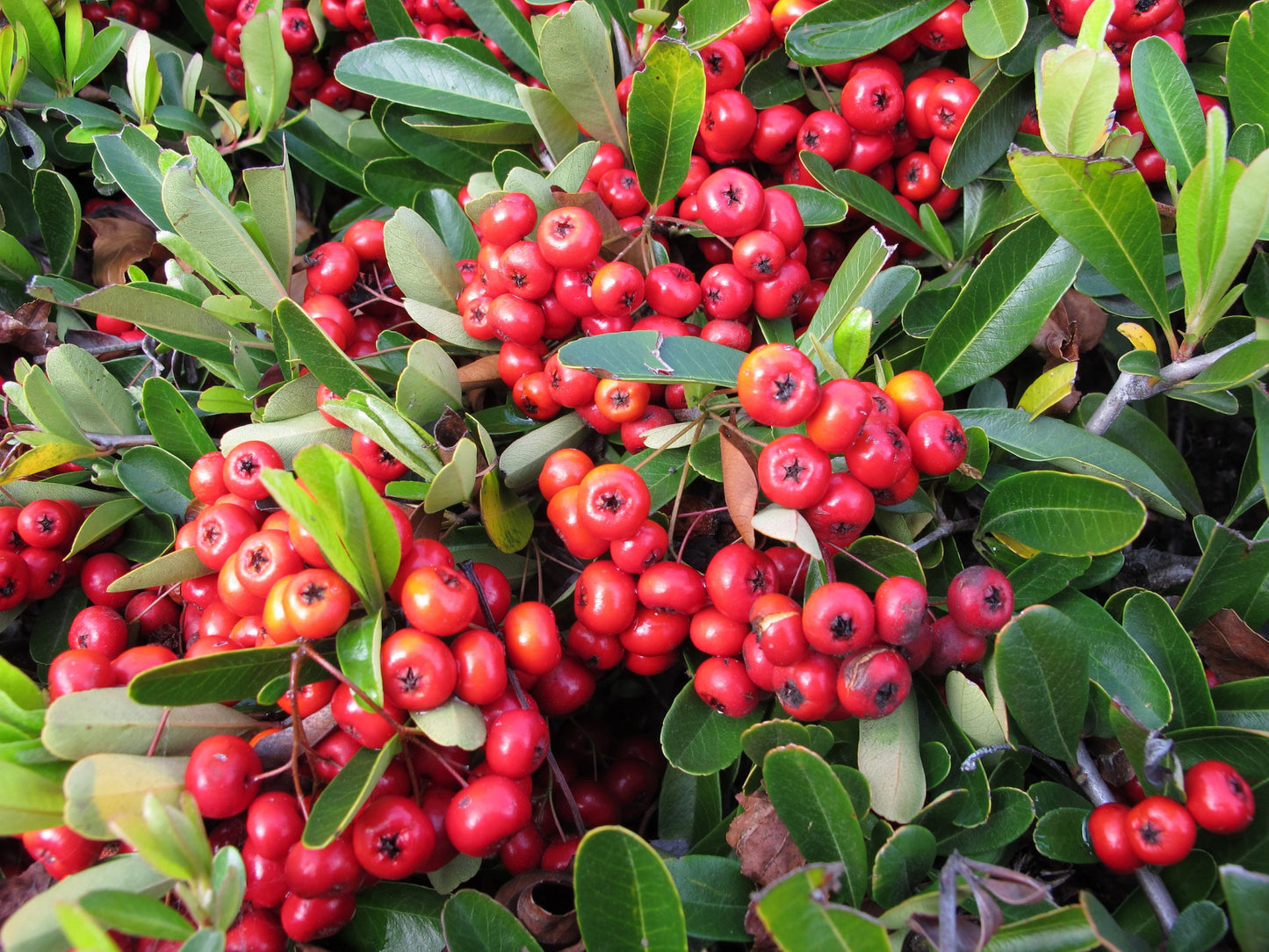 Semillas Pyracantha Coccinea